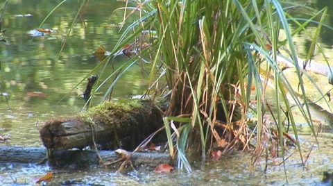 Forest lake 6 Stock Footage 8795657