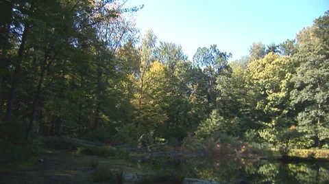 Forest lake 7 Stock Footage 8795628