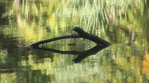 Forest lake 8 Stock Footage 8795615