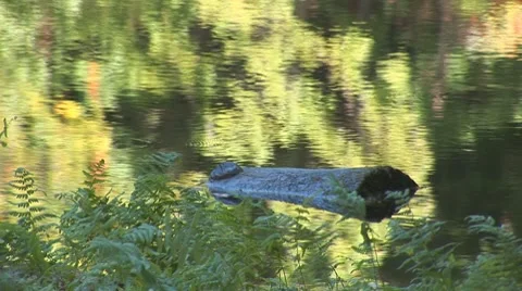 Forest lake 9 Stock Footage 8795594