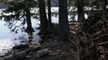 Forest lake and tree trunks close up in sunny mountain range Harz spring season 4k or 4k+ Resolution