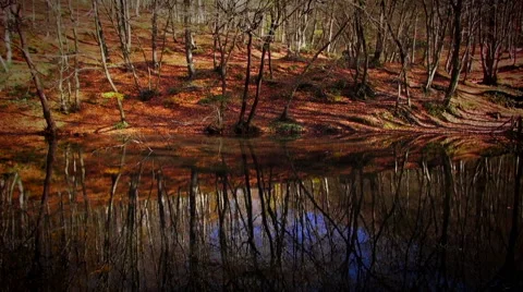 Forest lake in autumn Stock Footage 69025971