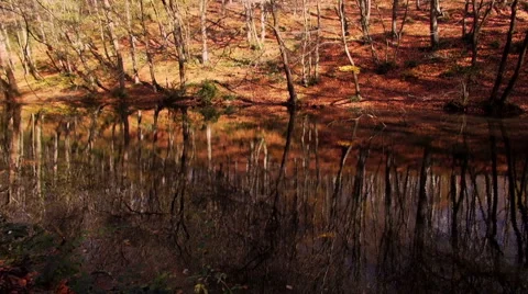 Forest lake in autumn Stock Footage 69026713