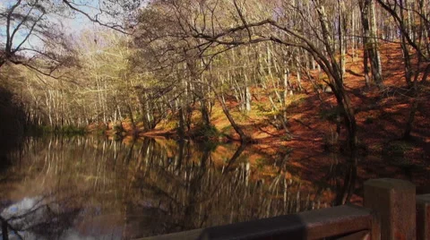 Forest lake in autumn Stock Footage 69027946