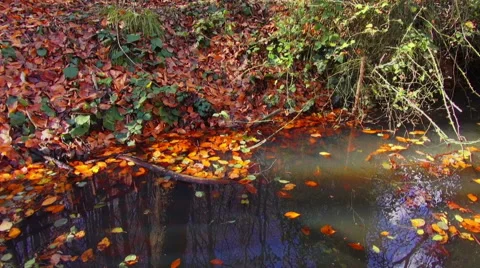 Forest lake in autumn Stock Footage 69060569