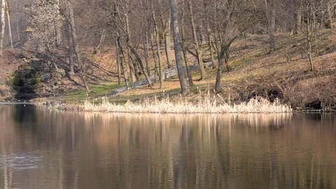 Forest lake autumn Stock Footage 74525959
