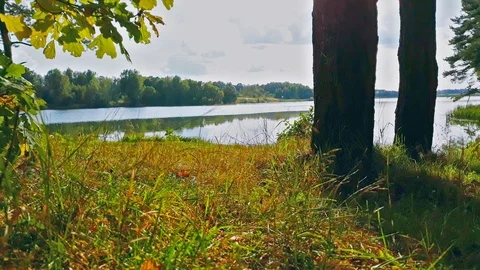Forest lake in autumn Stock Footage 116089144