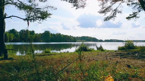 Forest lake in autumn Stock Footage 116091193