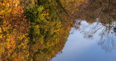 Forest lake in autumn. Reflection of trees in the water. 動画素材 220605004