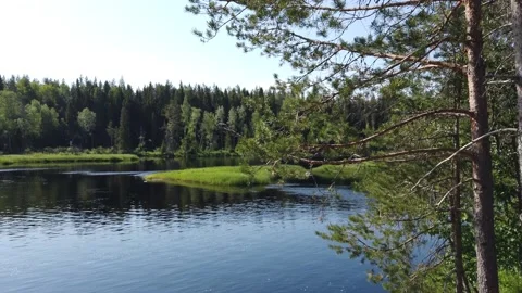 Forest lake behind the pine tree. water surface with ripples. sunny day Stock Footage 134732990