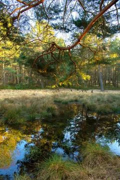 Forest lake bei Sonne spawning water for the spring frog Rana dalmatina Spring Stock Photos