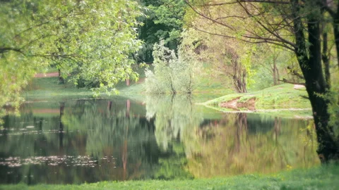 Forest Lake with Calm Water Stock Footage 106949318