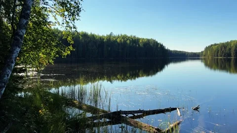 Forest Lake with Calm Water Reflection Tranquil Stock Footage 317629348