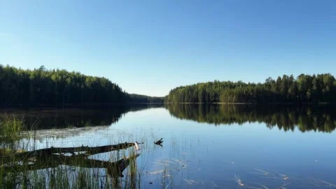 Forest Lake with Clear Reflections of Trees 4K Stock Footage 317629301