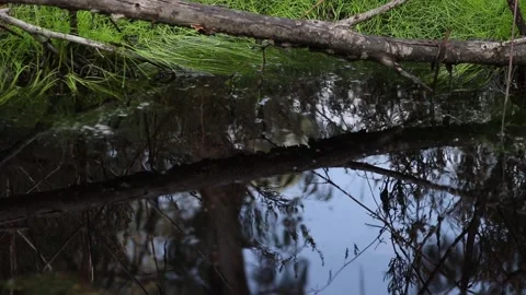 Forest lake close up Stock Footage 151713683