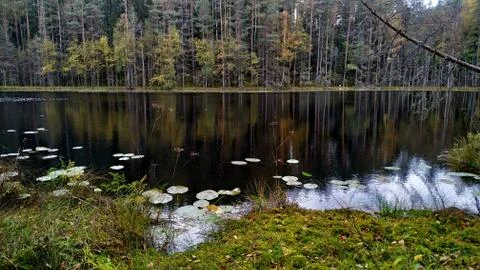 Forest lake with clouds reflecting in it. Calm autumn landscape Stock Photos