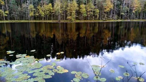 Forest lake with clouds reflecting in it. Calm autumn landscape Stock Photos