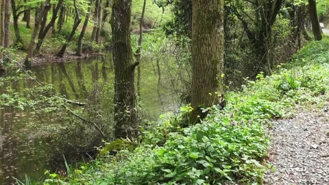 Forest Lake in early spring Stock Footage 87392324