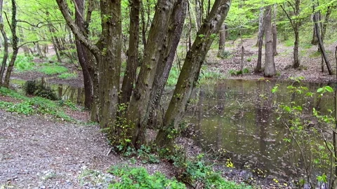 Forest Lake in early spring Video stock 87575427