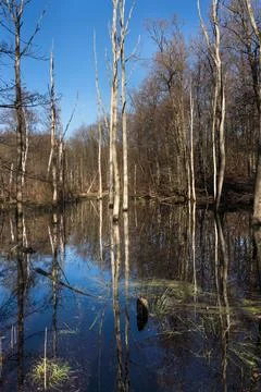 Forest lake in early spring Stock Photos