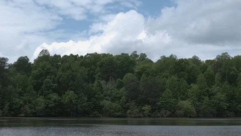 Forest Lake Edge Stock Footage 107139207