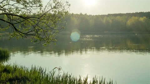 Forest lake at evening Stock Footage 38686616