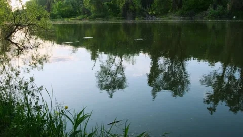 Forest lake evening. Stock Footage 241877639