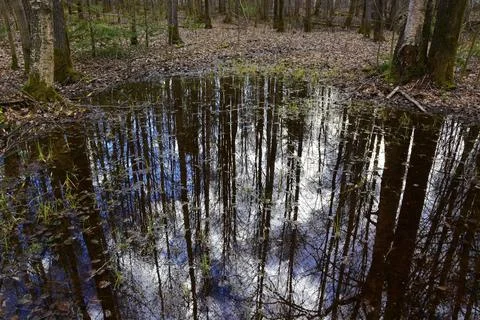 A forest lake filled to the brim with spring melt water Stock Photos