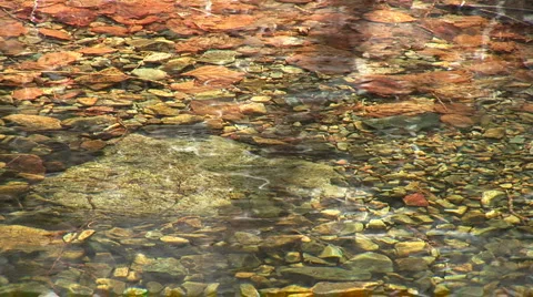 Forest lake Stock Footage 4280616