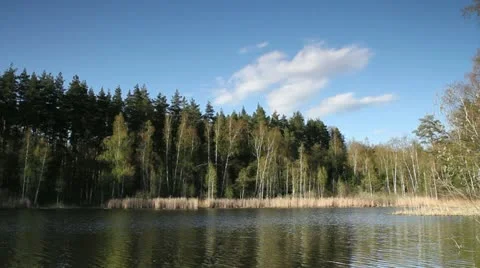 Forest lake Video stock 10994003
