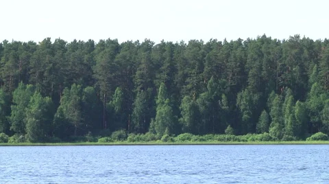 Forest lake Video stock 51429232