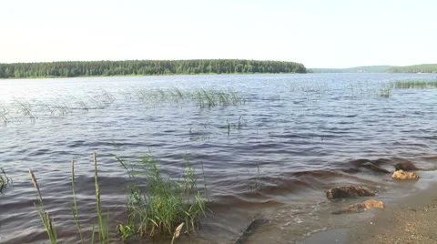 Forest lake Stock Footage 51429524