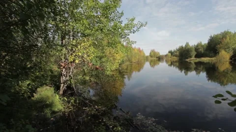At the forest lake Stock Footage 54039486