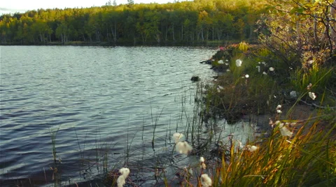 Forest Lake Stock Footage 55879635