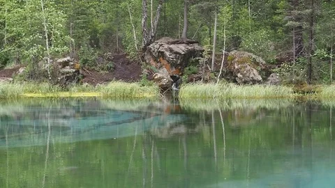 Forest lake. Stock Footage 78996117