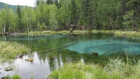 Forest lake. Stock Footage 78996586