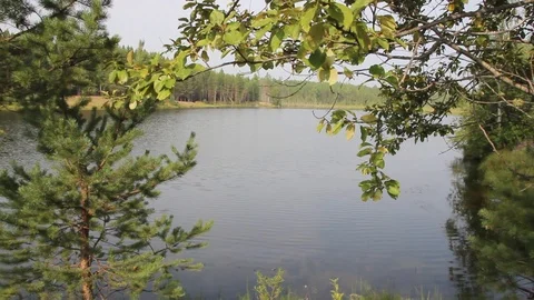 Forest Lake Stock Footage 87018152