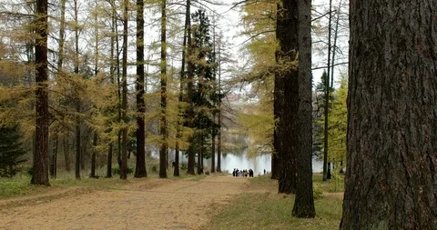 Forest lake Video stock 97509666