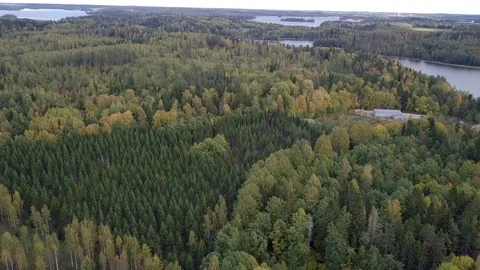 Forest by lake Stock Footage 97609631