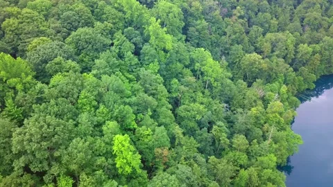 Forest Lake Video stock 135363677