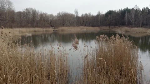 Forest lake Video stock 151595685