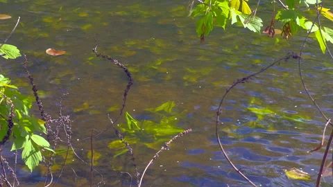 Forest lake Stock Footage 308852453