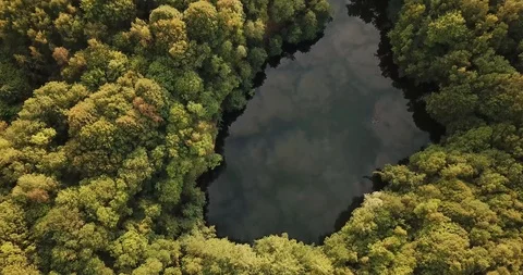 Forest lake in Germany during summertime Stock Footage 95777409