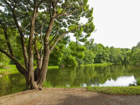 Forest lake green tree in spring nature. Summer travel landscape Stock Photos