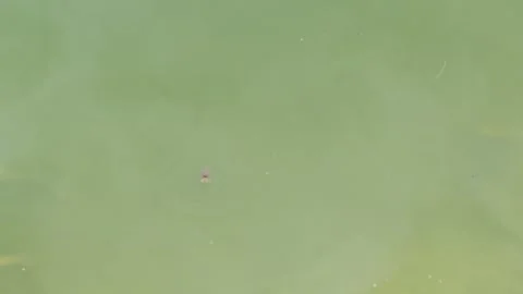 Forest lake with its inhabitants Stock Footage 318847357