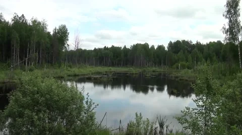 Forest lake, landscape Stock Footage 64051925