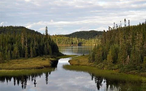 Forest Lake Landscape with Pine Trees and Calm Water Reflections Stock Photos