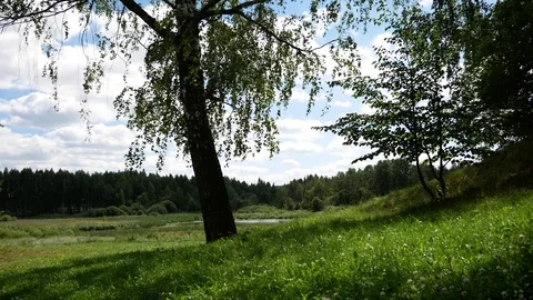 Forest by the lake. Large glade Stock Footage 78161631