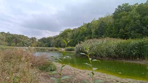 Forest lake light breeze Stock-Footage 318320066