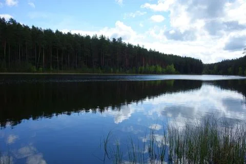 Forest lake at midday Stock Photos
